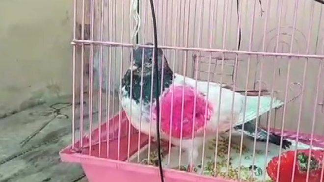 В Индии после трехдневного ареста отпустили пакистанского "голубя-шпиона" - focus.ua - Индия - Пакистан