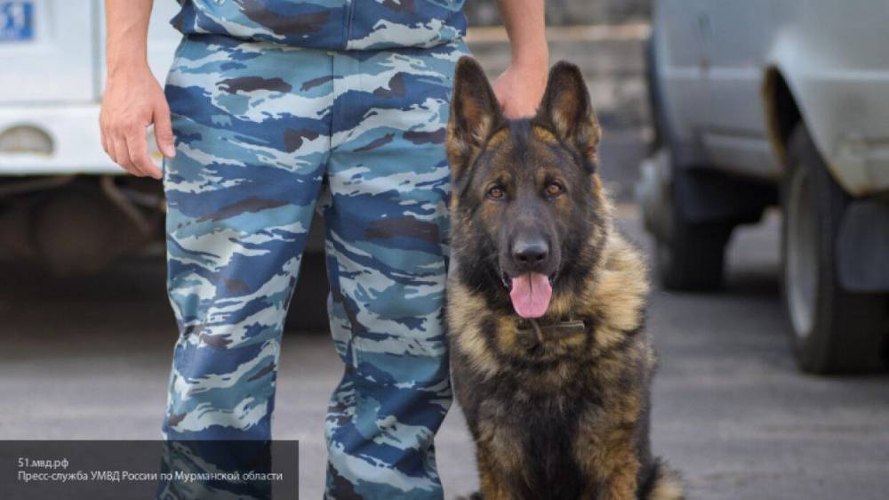 Полицейская собака нашла в болоте пропавшего мальчика из Чувашии - nation-news.ru - Красноярский край - респ. Чувашия