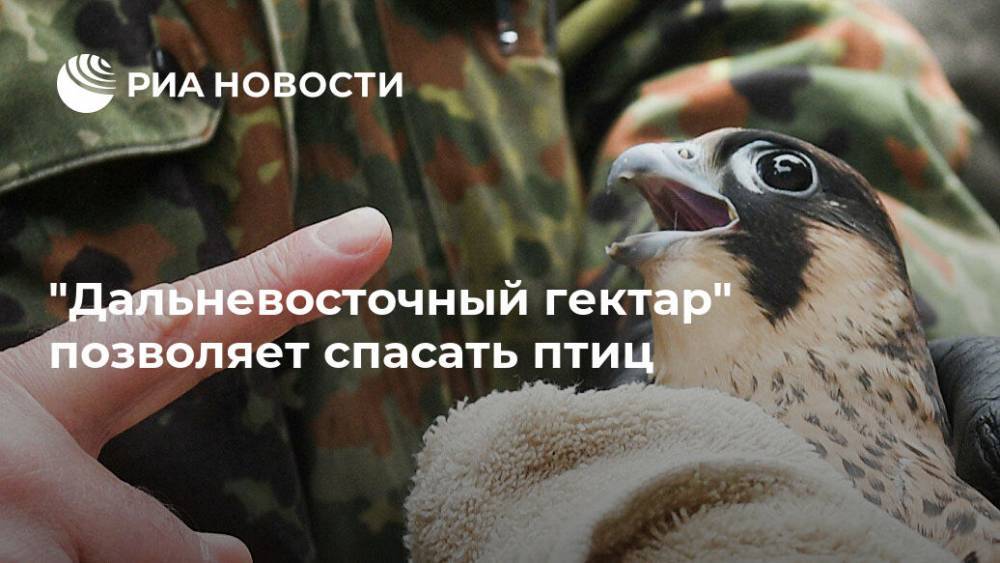 Денис Иванов - "Дальневосточный гектар" позволяет спасать птиц - ria.ru - Москва - Россия - Амурская обл. - Благовещенск