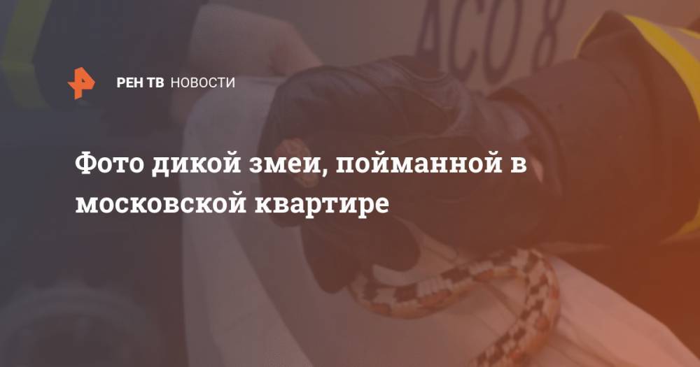 Михаил Орлов - Фото дикой змеи, пойманной в московской квартире - ren.tv - Москва