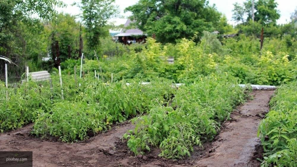 Юристы перечислили изменения в законах, которые повлияют на жизнь дачников - politexpert.net