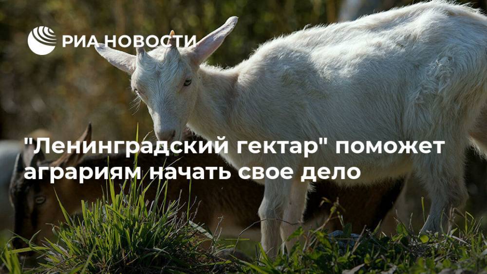 "Ленинградский гектар" поможет аграриям начать свое дело - ria.ru - Москва - Ленинградская обл. - Бокситогорск