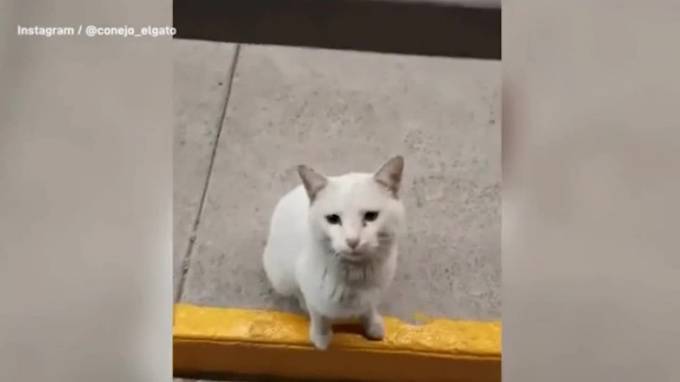 Бездомный кот придумал хитрый способ выпрашивать еду у прохожих и обрел дом - piter.tv - Мексика