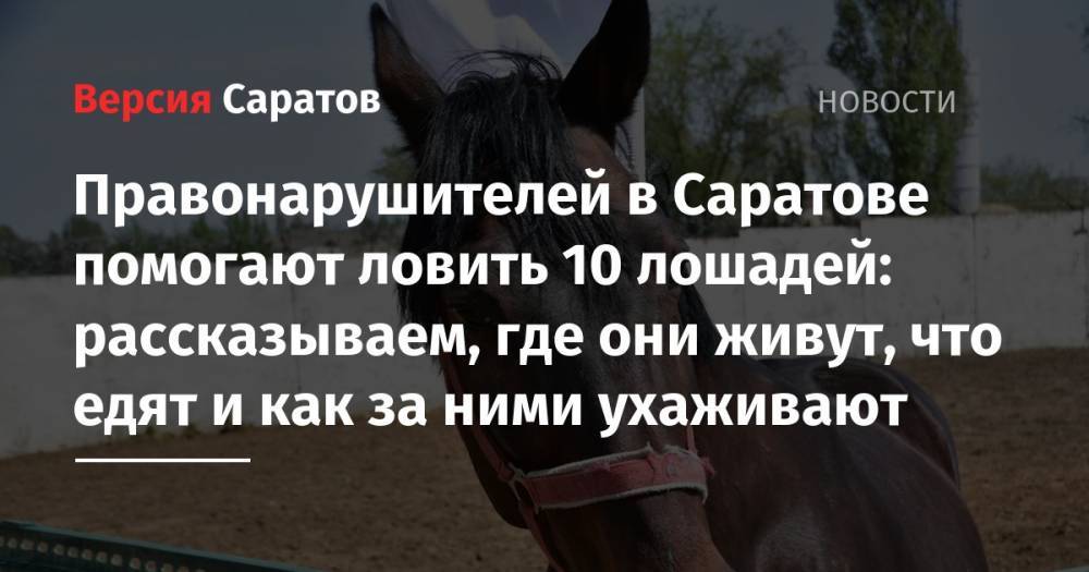 Правонарушителей в Саратове помогают ловить 10 лошадей: рассказываем, где они живут, что едят и как за ними ухаживают - nversia.ru - Саратов