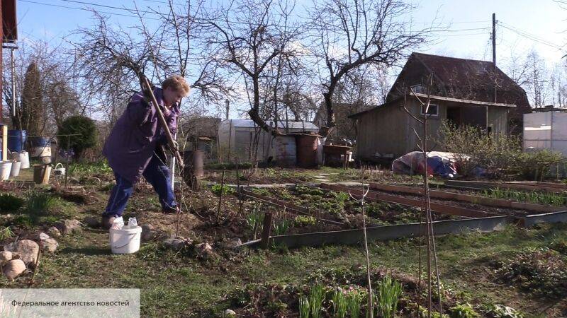 Андрей Туманов - Глава «Садоводов России» раскрыл роль дачи для россиян - politros.com - Москва - Россия - Санкт-Петербург - Псковская обл.
