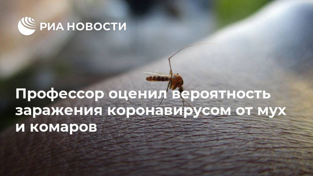 Анатолий Альтштейн - Профессор оценил вероятность заражения коронавирусом от мух и комаров - ria.ru - Москва - Россия