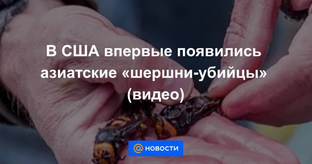 В США впервые появились азиатские «шершни-убийцы» (видео) - news.mail.ru - США - штат Вашингтон