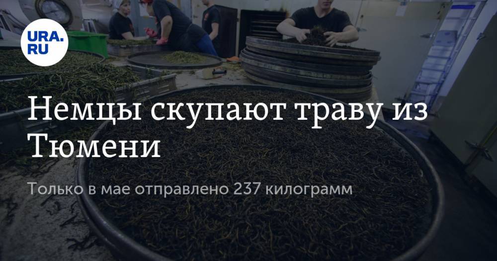 Немцы скупают траву из Тюмени. Только в мае отправлено 237 килограмм - ura.news - Германия - Тюмень - Тюменская обл.