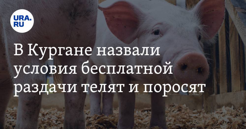 Вадим Шумков - В Кургане назвали условия бесплатной раздачи телят и поросят - ura.news - Курганская обл.