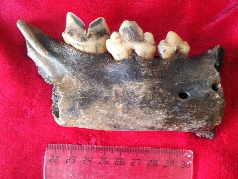 В Ульяновской области первоклассник нашел часть челюсти пещерного льва - polit.ru - Ульяновская