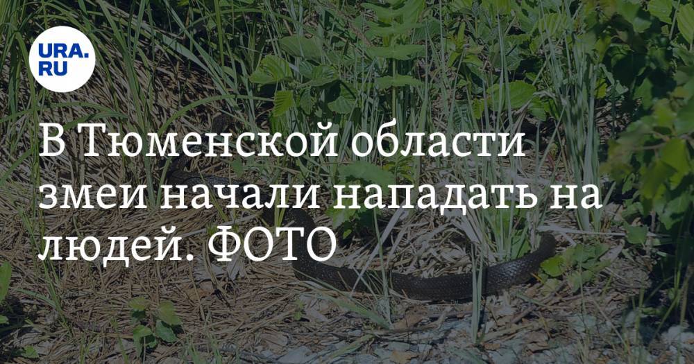 В Тюменской области змеи начали нападать на людей. ФОТО - ura.news - Тюмень - Тюменская обл. - Свердловская обл.