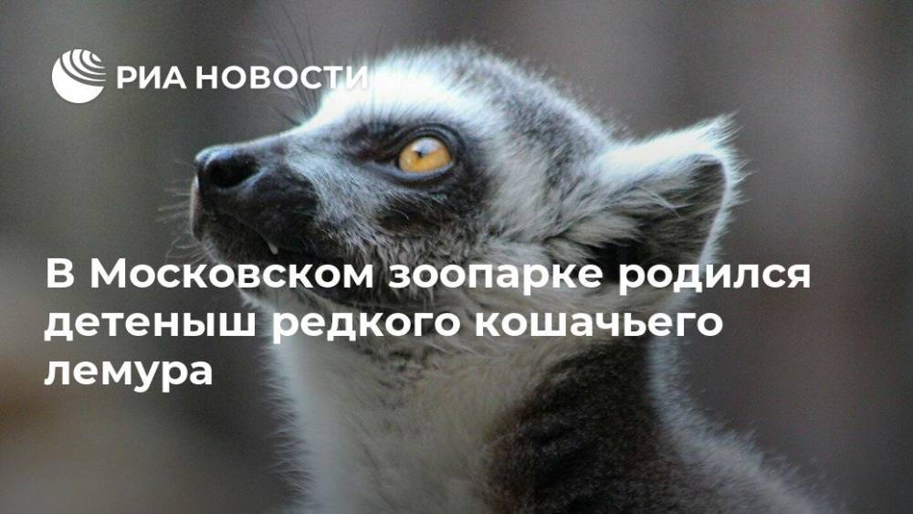 В Московском зоопарке родился детеныш редкого кошачьего лемура - ria.ru - Москва - Мадагаскар