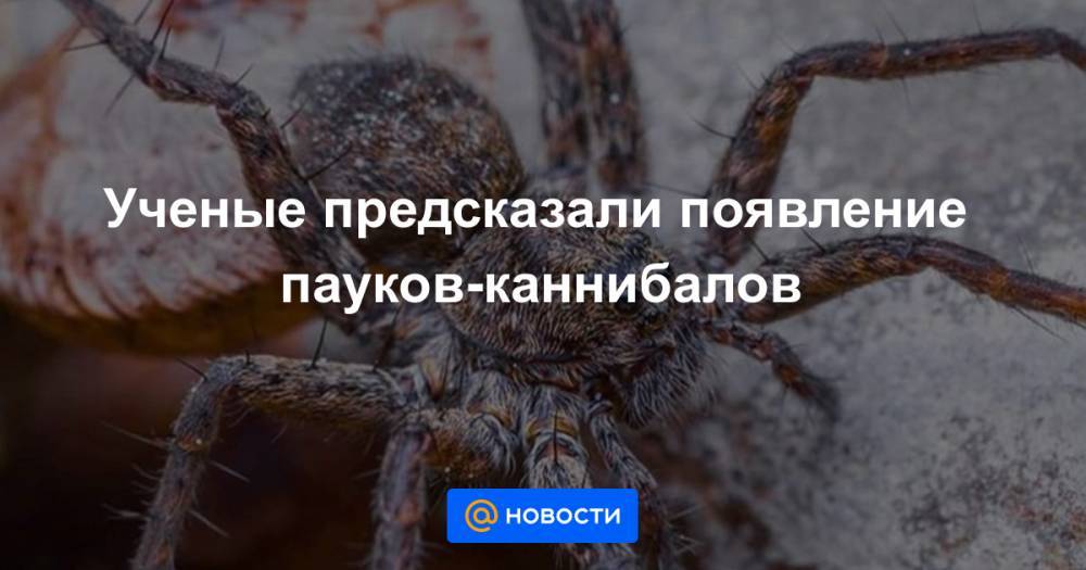 Ученые предсказали появление пауков-каннибалов - news.mail.ru - шт.Аляска