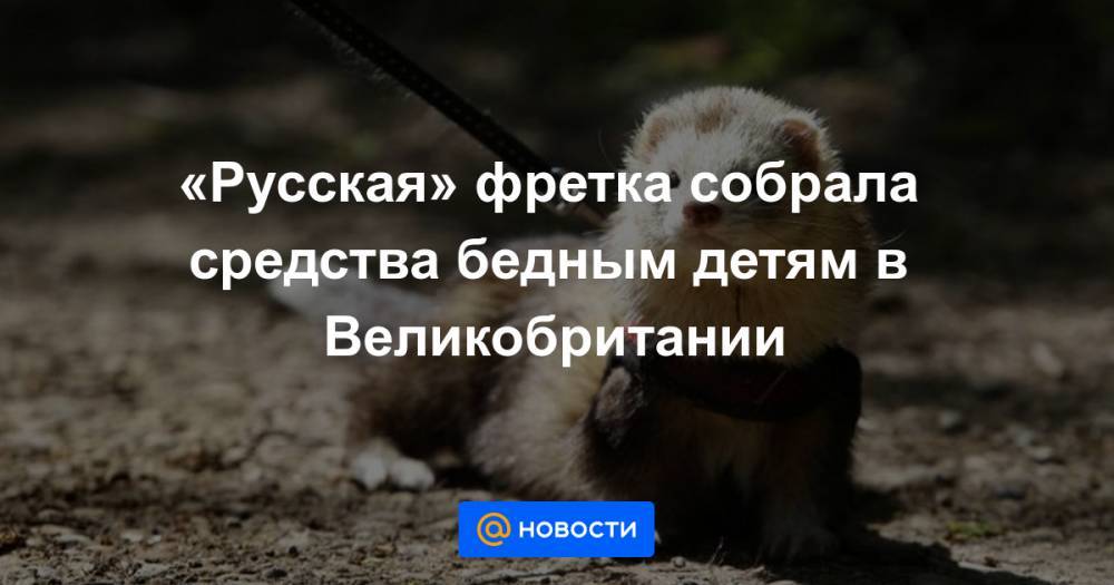 «Русская» фретка собрала средства бедным детям в Великобритании - news.mail.ru - Англия