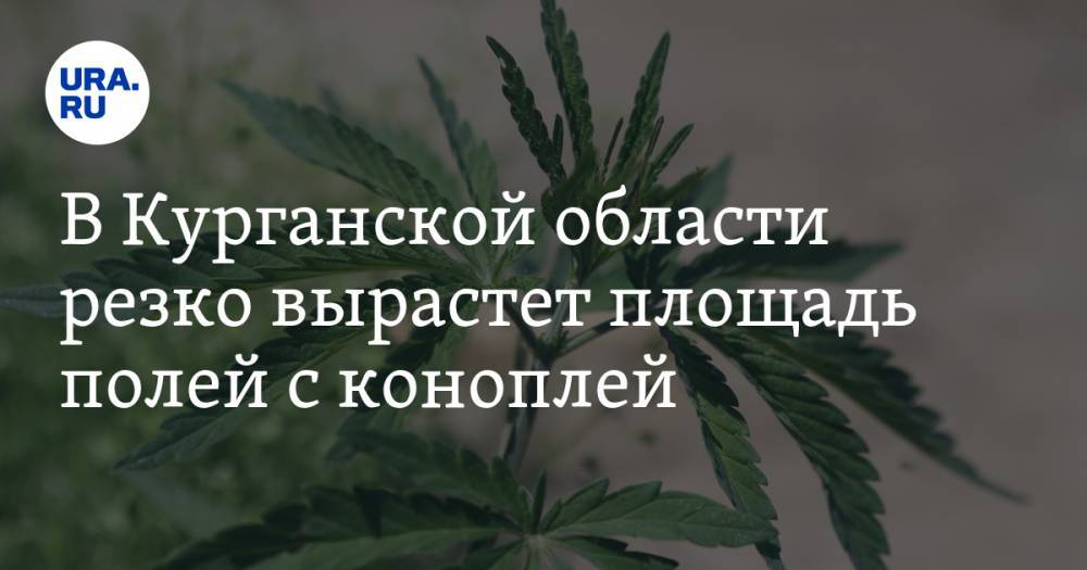 В Курганской области резко вырастет площадь полей с коноплей - ura.news - Курганская обл. - район Кетовский