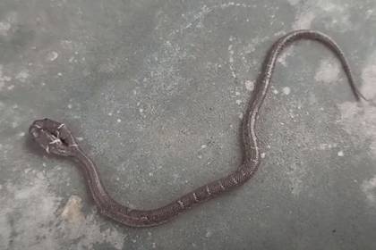Обнаружена змея со сражающимися за еду головами - lenta.ru - India