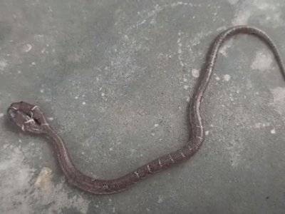 Обнаружена змея со сражающимися за еду головами - news.am - India