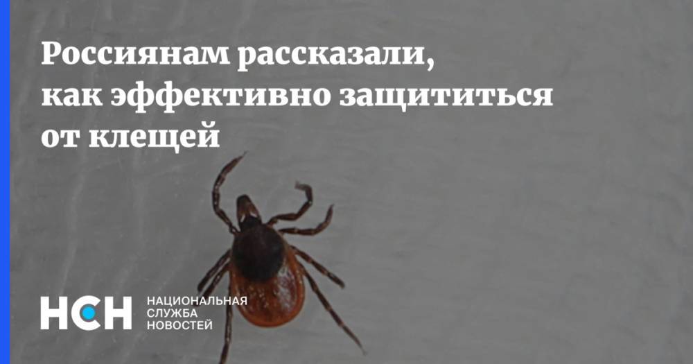 Россиянам рассказали, как эффективно защититься от клещей - nsn.fm - Россия
