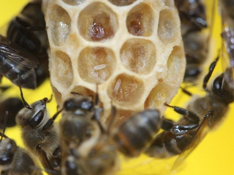 Обнаружен ген, позволяющий капским пчелам размножаться без оплодотворения - polit.ru