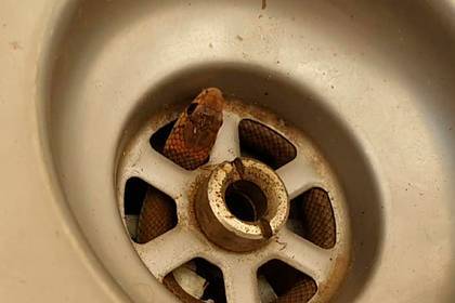 Смертельно ядовитая змея помешала мужчине помыть посуду - lenta.ru - Australia - штат Квинсленд