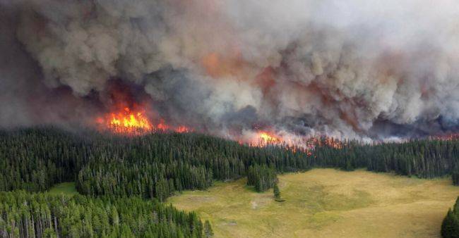 WWF: Ущерб от лесных пожаров в России может стать крупнейшим за десятилетия - eadaily.com - Россия - Забайкальский край