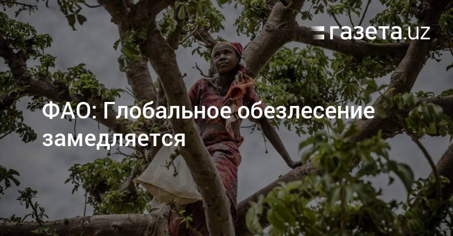 ФАО: Глобальное обезлесение замедляется - gazeta.uz