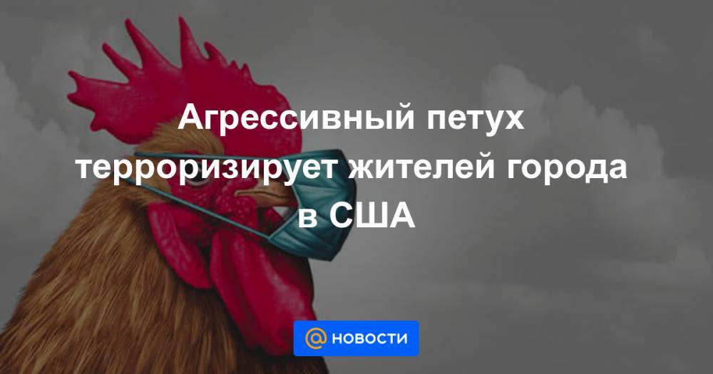 Агрессивный петух терроризирует жителей города в США - news.mail.ru - США - штат Луизиана