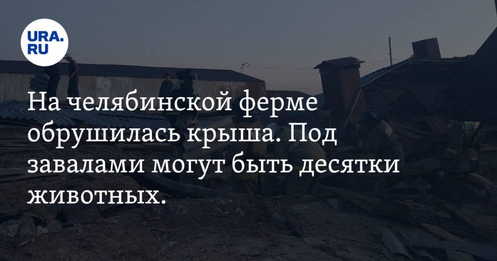 На челябинской ферме обрушилась крыша. Под завалами могут быть десятки животных. ФОТО - ura.news - Россия - Челябинская обл. - район Агаповский