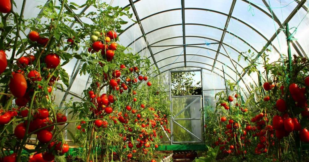 Топ грубых ошибок в выращивании помидоров, которые допускают почти все дачники - readovka.news