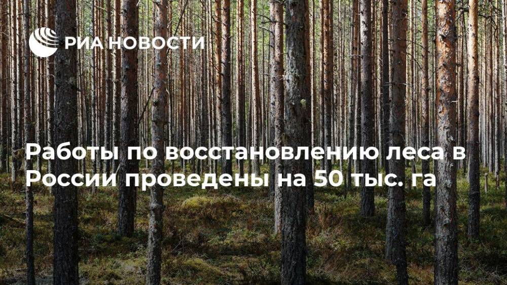 Работы по восстановлению леса в России проведены на 50 тыс. га - ria.ru - Москва - Россия - Алтайский край - Омская обл. - окр. Уральский