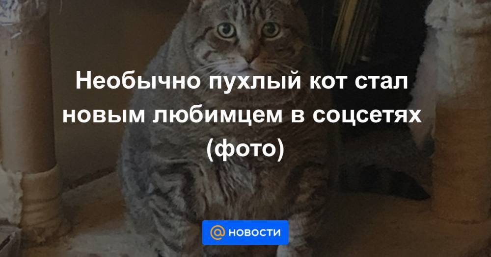Необычно пухлый кот стал новым любимцем в соцсетях (фото) - news.mail.ru - шт. Мэриленд
