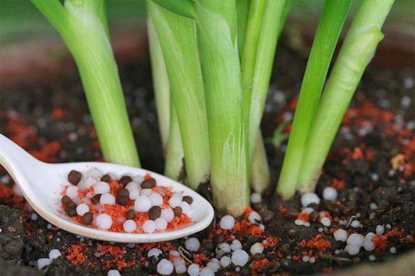 Чем удобрять и поливать лук севок, при посадке весной, летом и осенью - pravda-tv.ru