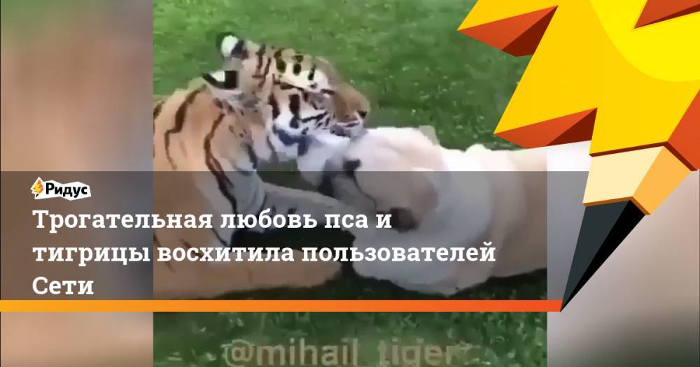 Трогательная любовь пса и тигрицы восхитила пользователей Сети - ridus.ru