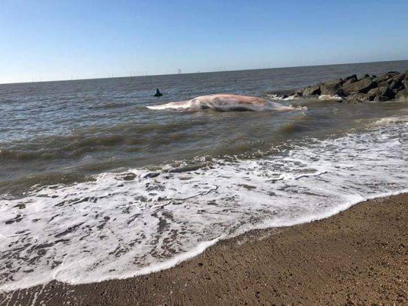 «Очень грустное зрелище»: на пляж в Эссексе выбросило тело огромного кита - usa.one - Англия