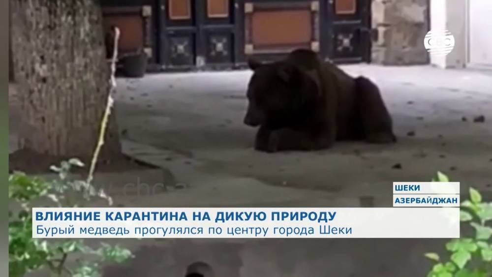 Бурый медведь прогулялся по улицам Шеки. ВИДЕО - aze.az - Англия - Азербайджан