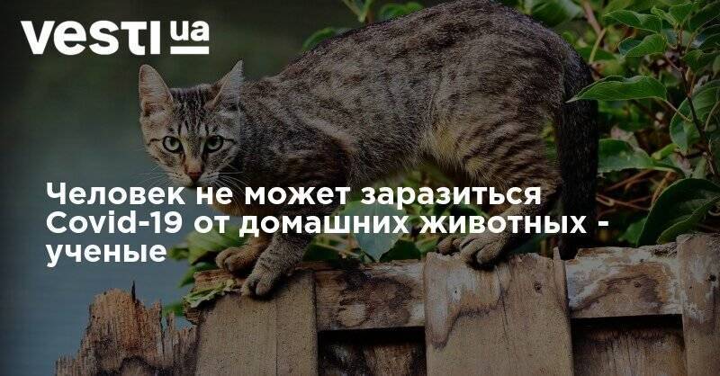 Александр Горелов - Человек не может заразиться Covid-19 от домашних животных - ученые - vesti.ua - Россия