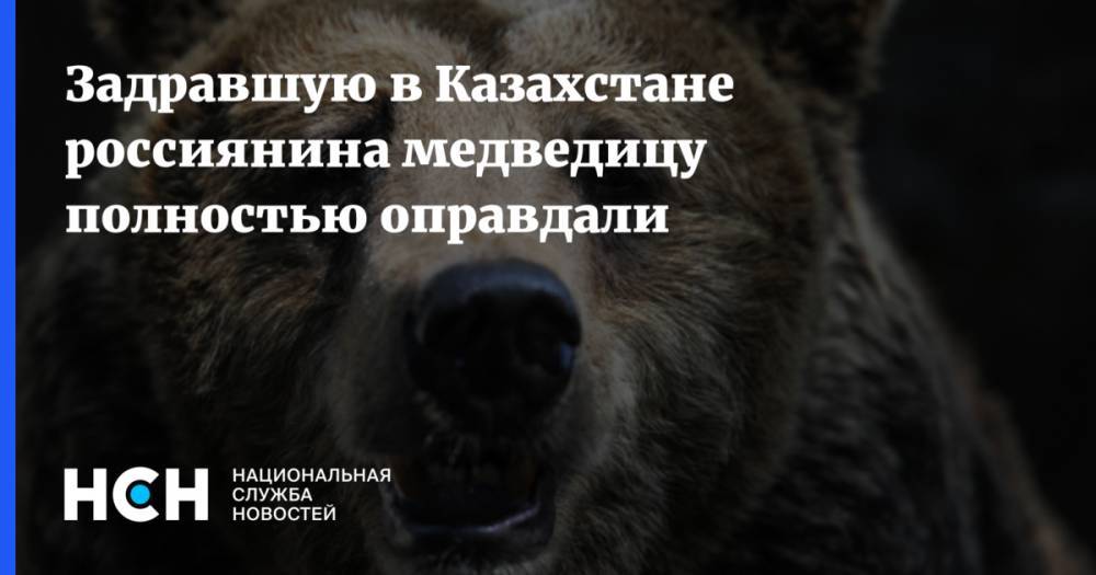 Задравшую в Казахстане россиянина медведицу полностью оправдали - nsn.fm - Россия - Казахстан - Алма-Атинской обл.