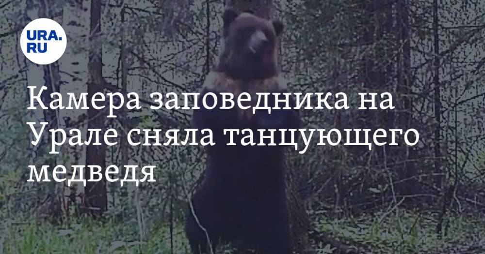 Михаил Федоров - Камера заповедника на Урале сняла танцующего медведя. ВИДЕО - ura.news