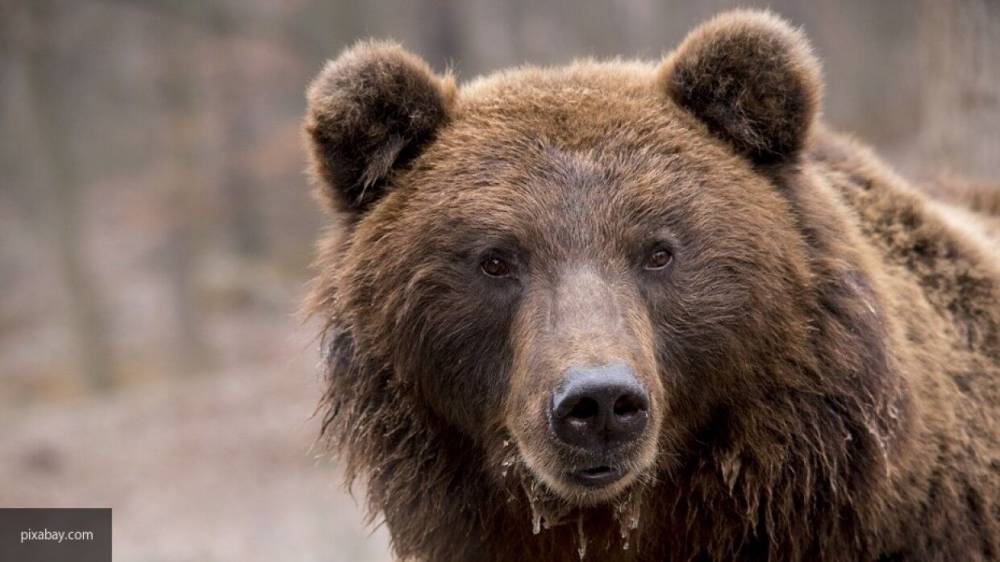 Мария Базарева - Защищавшая потомство медведица растерзала рыбака в Казахстане - nation-news.ru - Россия - Казахстан