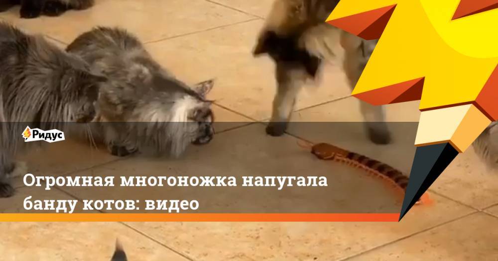 Огромная многоножка напугала банду котов: видео - ridus.ru
