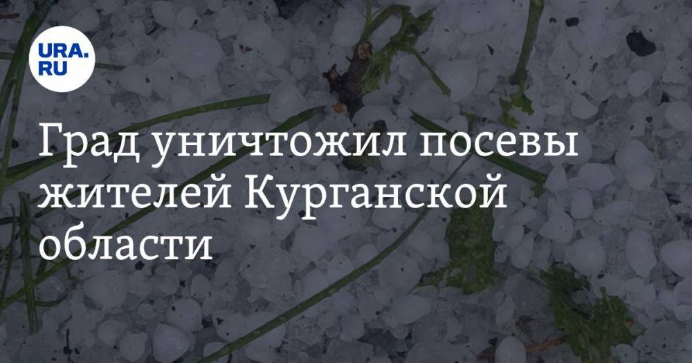 Град уничтожил посевы жителей Курганской области. ФОТО - ura.news - Челябинская обл. - Курганская обл.
