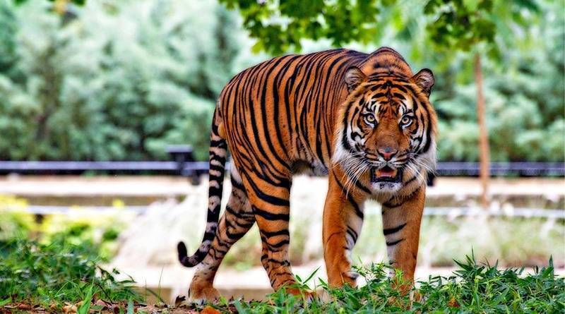 В Калифорнии зоопарк прокомментировал сообщения о тигре, вырвавшемся на свободу - usa.one - шт. Калифорния - Окленд