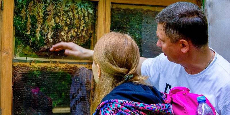 Правила охраны пчел предложили закрепить в законодательстве - vm.ru - Россия