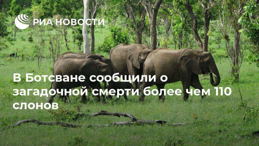 В Ботсване сообщили о загадочной смерти более чем 110 слонов - ria.ru - Москва - Ботсвана