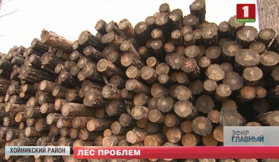 Владимир Королев - Миллионы кубометров леса лежат на складах - tvr.by
