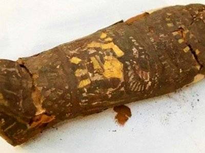 Египетская мумия сокола оказалась мертворожденным ребенком - news.am - Англия