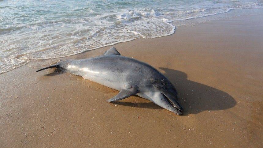 Около 300 дельфинов погибло за последние месяцы на Черном море - 5-tv.ru - Анапа - Геленджик - Тамань