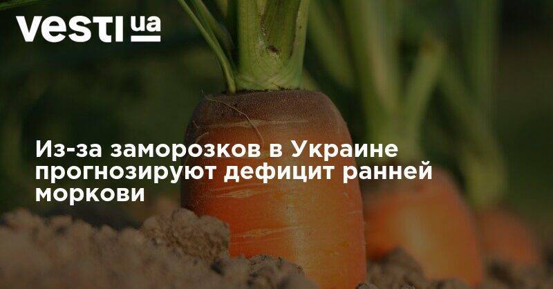 Из-за заморозков украинцы останутся без дешевой ранней моркови - vesti.ua