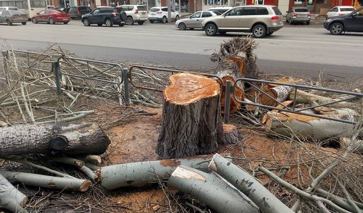В Саратове массово уничтожают деревья - mirnov.ru - Саратов