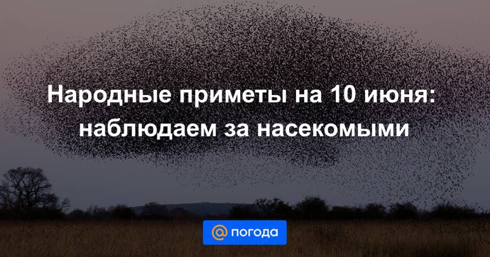 Екатерина Гура - Народные приметы на 10 июня: наблюдаем за насекомыми - news.mail.ru - Русь
